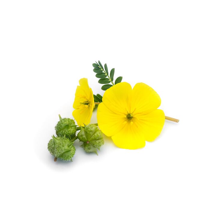 Tribulus herrestaka Feronex-en parte gisa