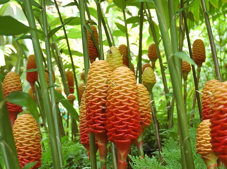 Hau da jengibrea baldintza naturaletan