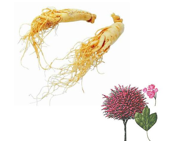 ginseng eta elorri potentzia handitzeko